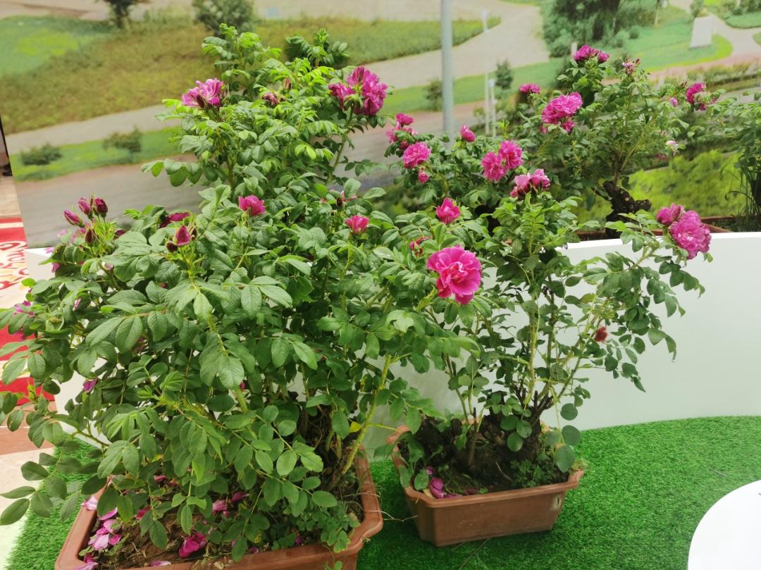 平阴玫瑰博览会门票,2019平阴玫瑰产业博览会