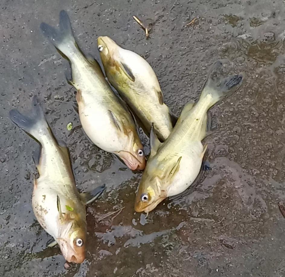 活鱼死亡怎么处理,鱼突然大量死亡肚子破裂