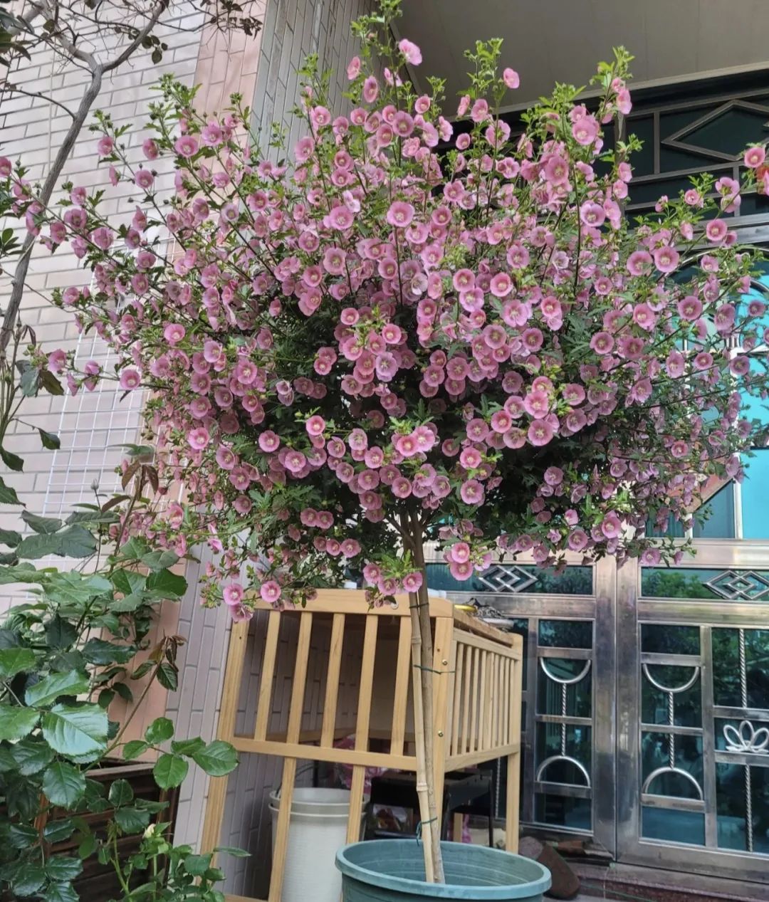 家里养3种花一年四季开花不断,养这10种花越养家里越干净