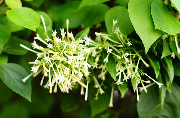 20种大毒花你家里养了吗,4种大毒花家里经常养