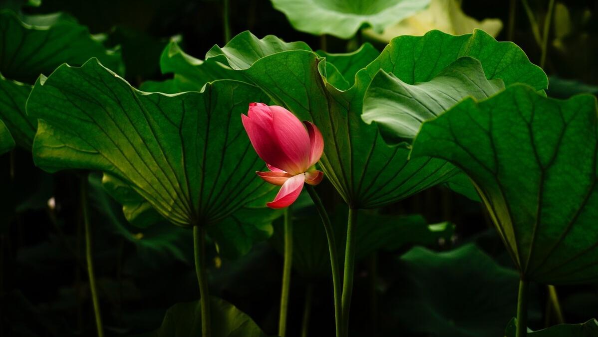 浠ュ杽涓哄弸浠ュ痉涓洪偦,浠ュ杽涓烘湰浠ュ痉涓洪偦