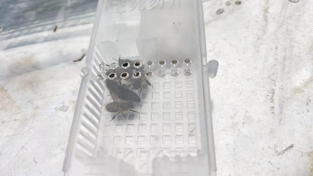 蜜蜂养殖注意事项及禁忌是什么,蜜蜂养殖要注意事项和方法是什么