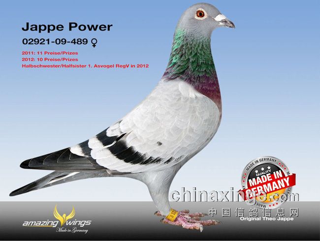 德国鸽界超级巨星迪欧亚普,图