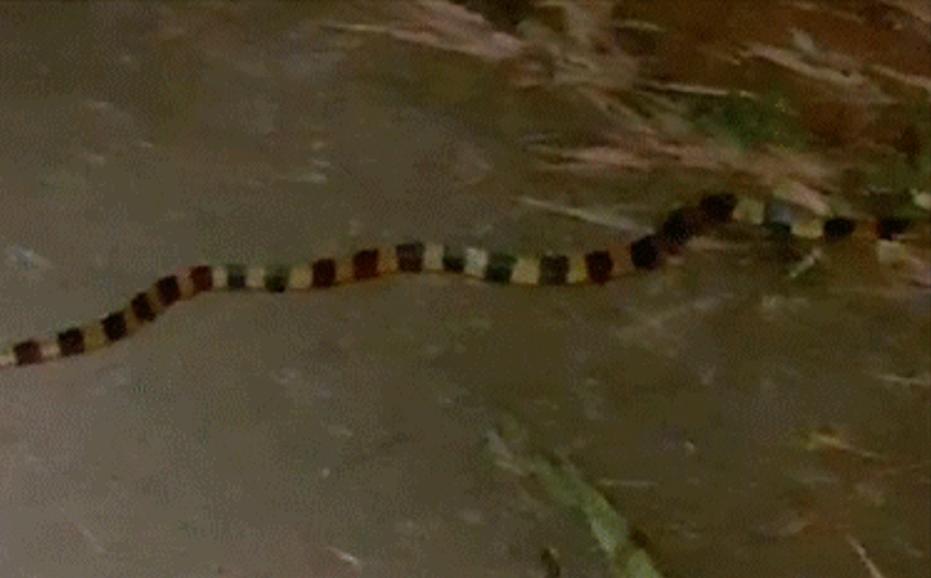 金环蛇的危险,最吓人的金环蛇