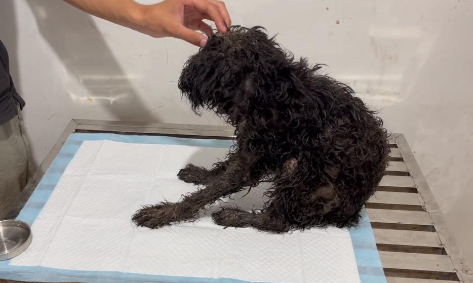 浑身湿淋淋的狗,浑身发臭的狗