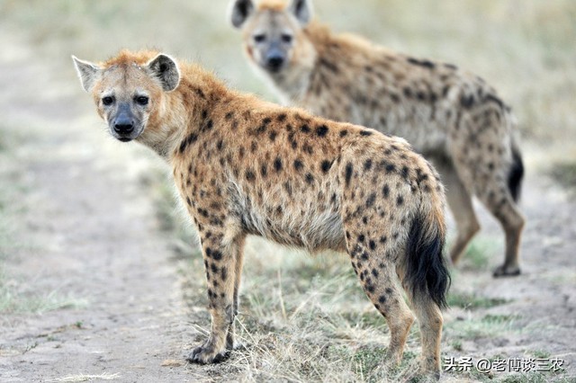 鬣狗是什么动物？非洲“驯狗人”是怎样的一个职业？背后全是心酸