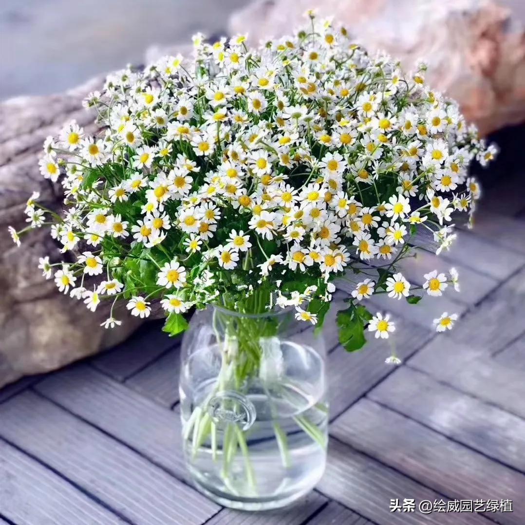 晚上睡不好可以在卧室放什么,养什么花可以帮助睡眠