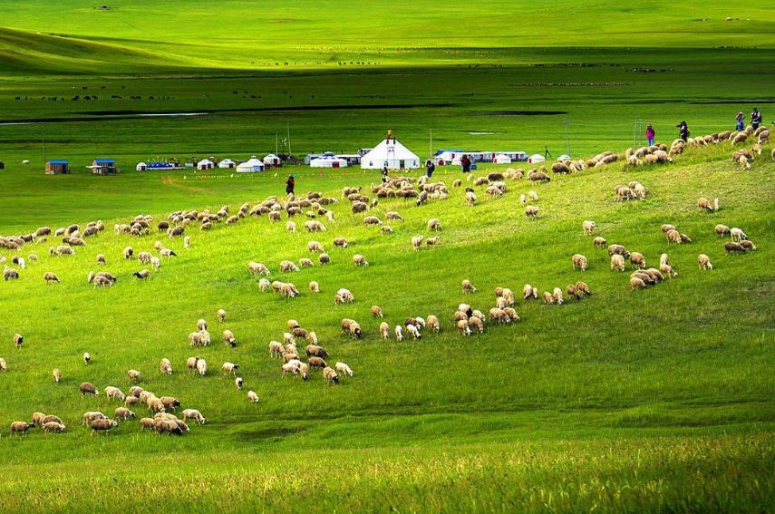 北京4人到内蒙旅游，吃手把肉品马奶酒，结账时感叹：物价真实惠