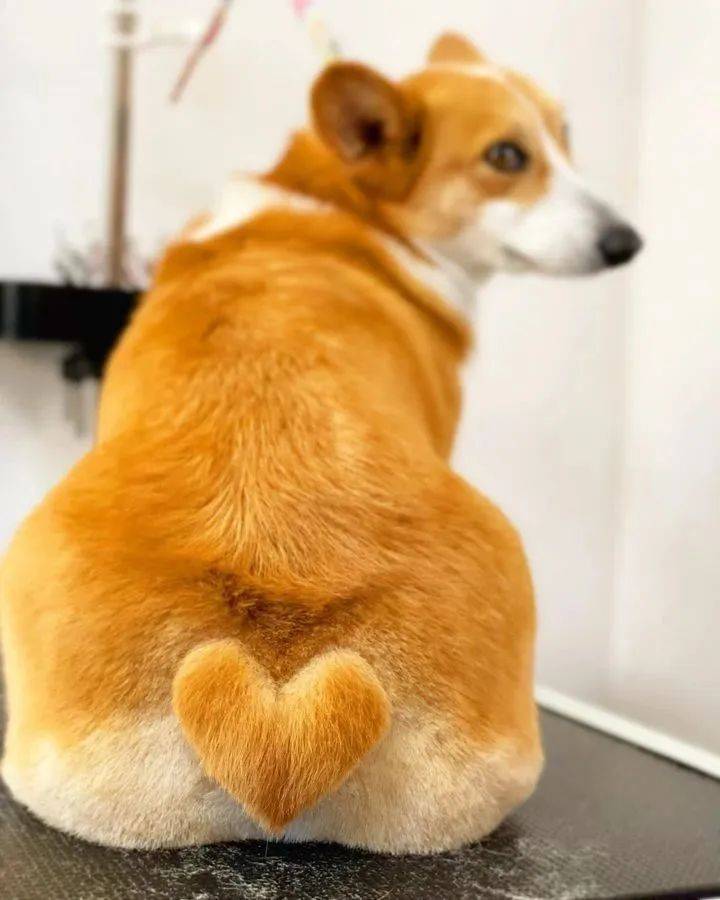 狗子剪出发射爱心的小屁屁