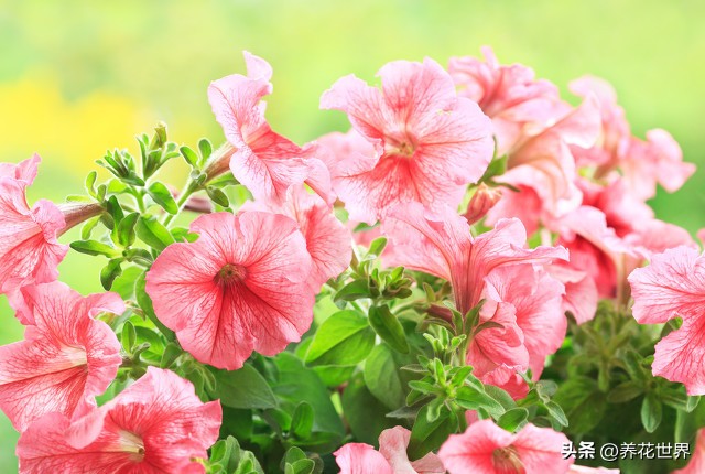 养这10种花越养家里越干净,这8种花最旺家只需养一盆