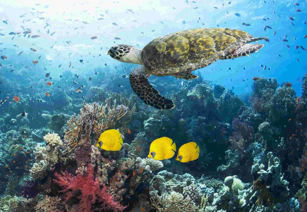 海龟适应陆地环境最根本的原因,海龟的颜色和生活习性还有天敌