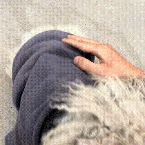 走失5个月的比熊身上还穿着棉袄,走失比熊回来了