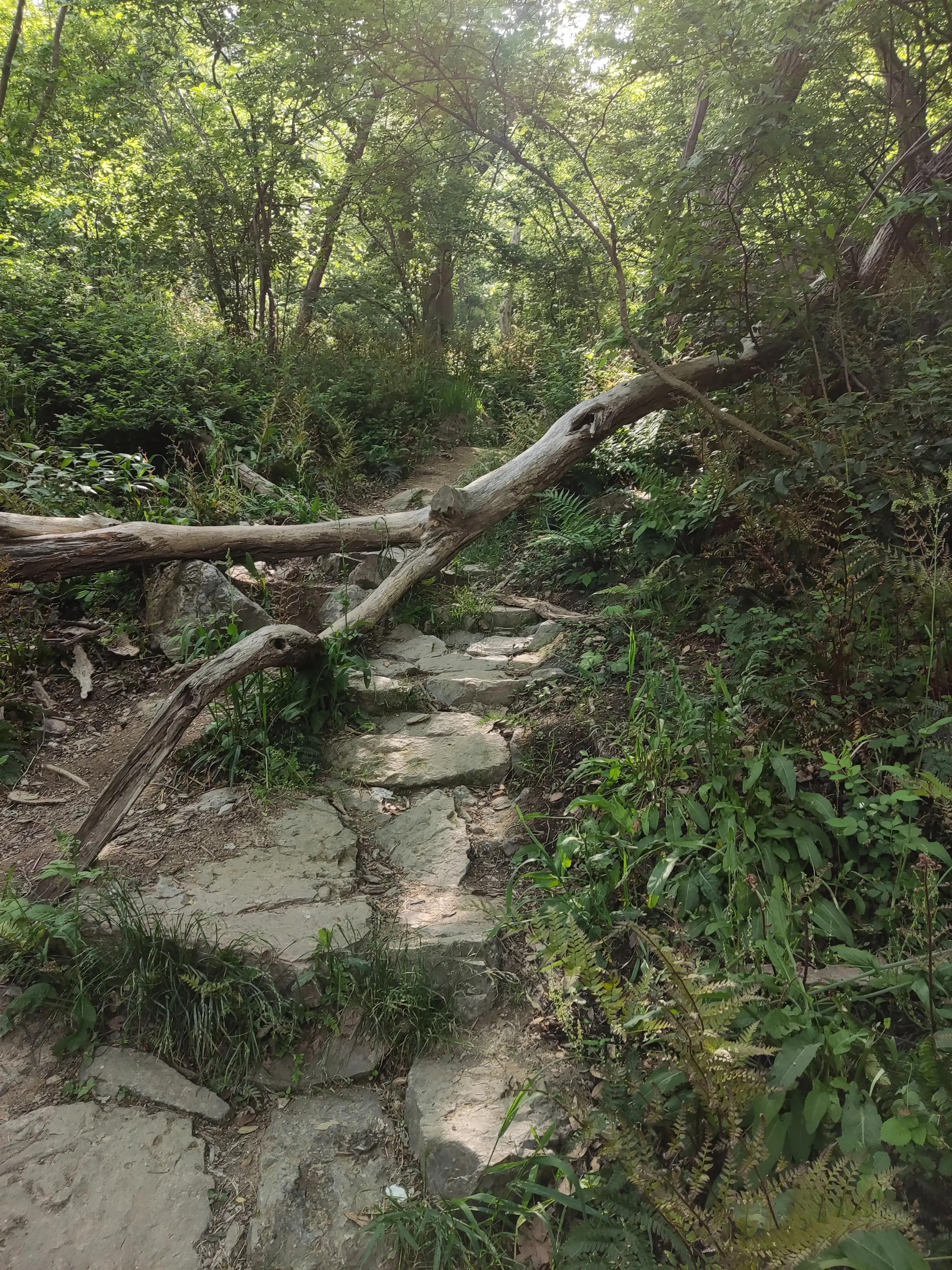 紫金山上的树有多久历史了,山上最难得的古树