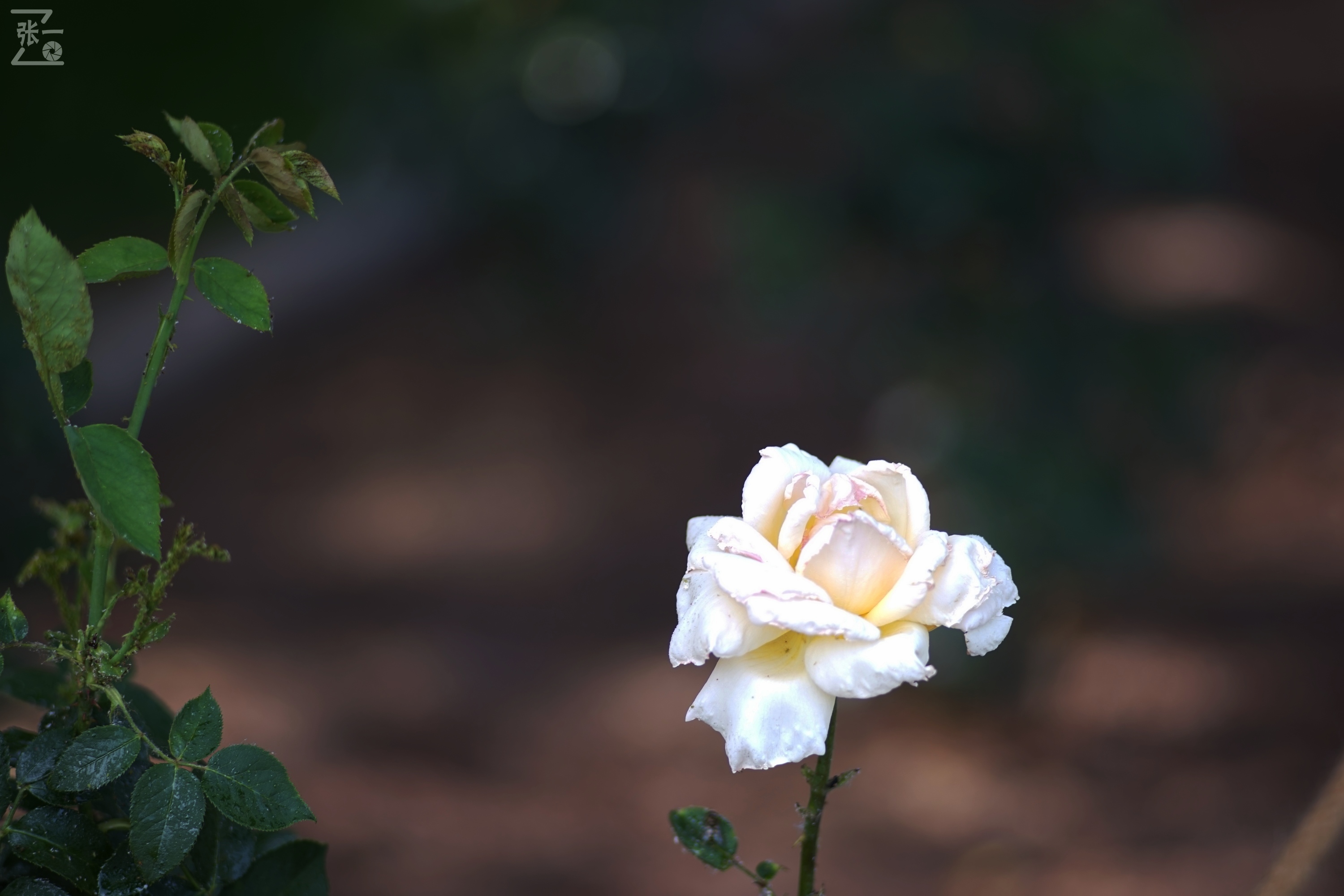 蔡司sonnar50毫米,蔡司sonnar镜头生产年份