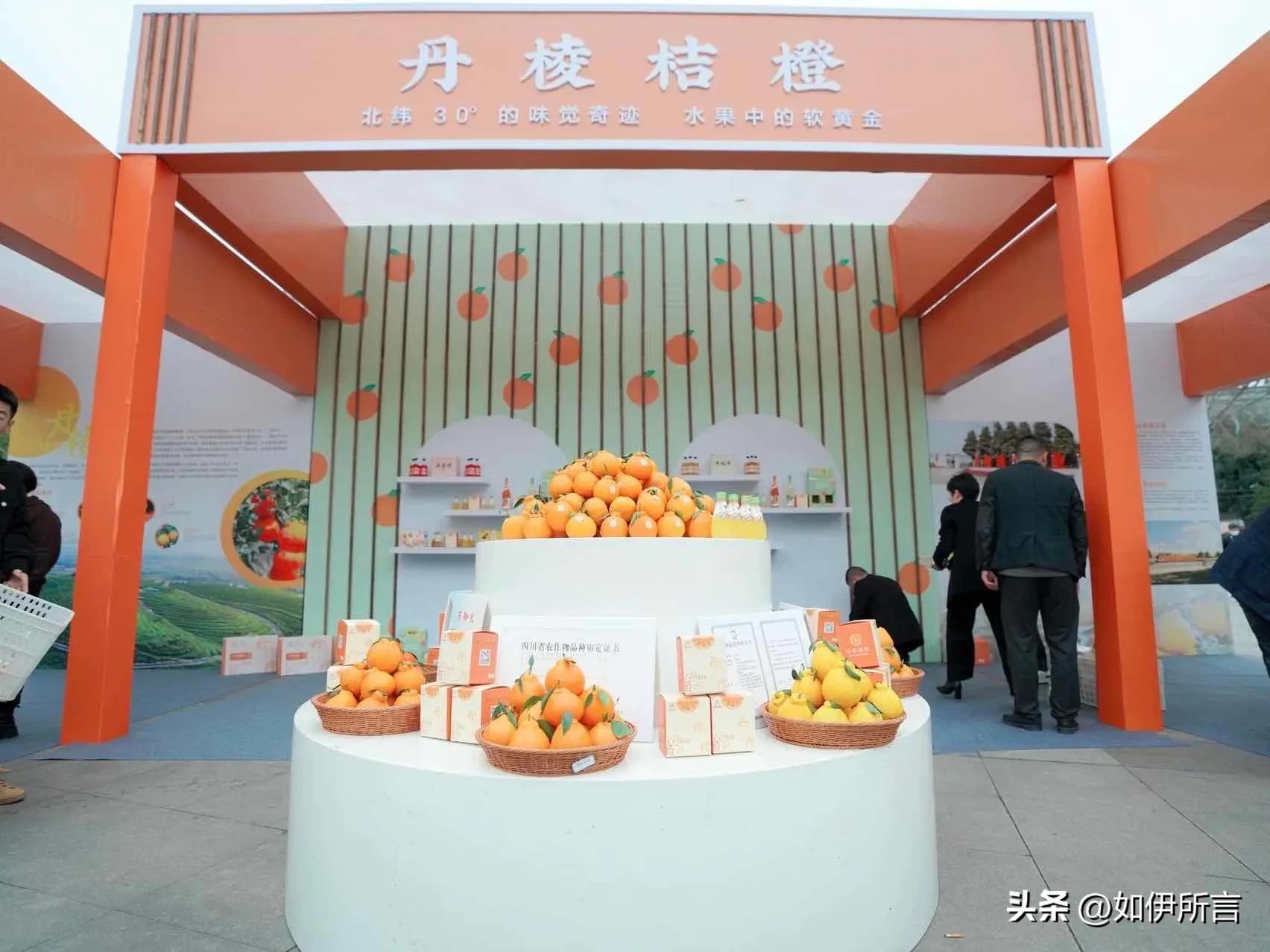 从白领到果二代，依托晚熟优势，回家创业打响丹棱桔橙招牌