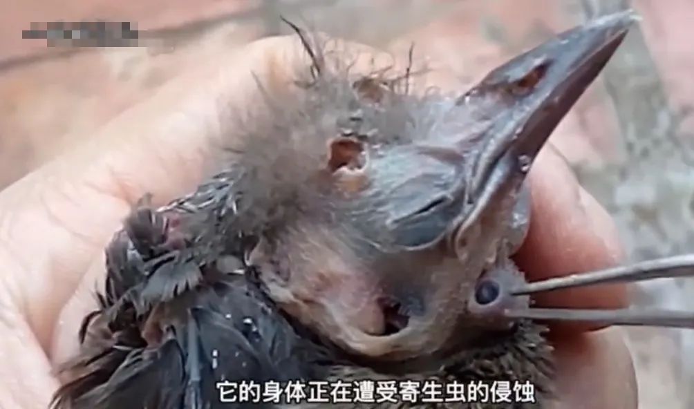 为了拯救动物我们可以做什么,为了拯救小动物牺牲自我