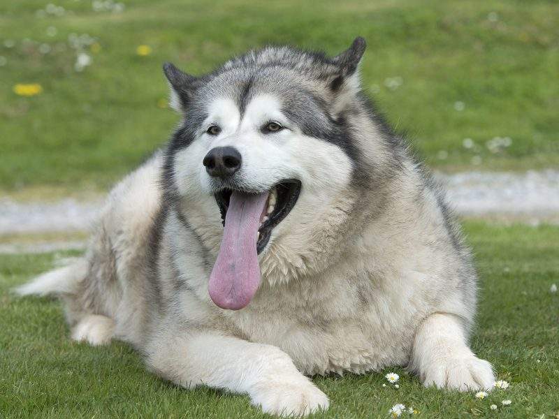 狗狗过于肥胖怎么减肥,帮助狗狗减肥的最佳方法