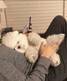 比熊和柯基哪一个好点,比熊好还是柯基好