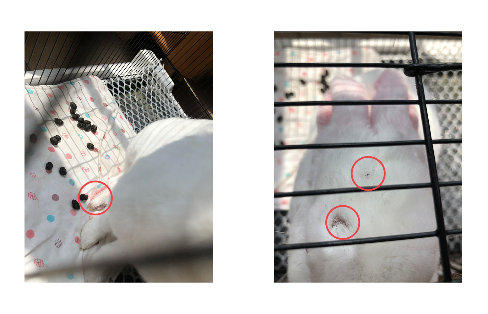 刚买的小兔子要死亡怎么办,自己家养的小兔子死了怎么办