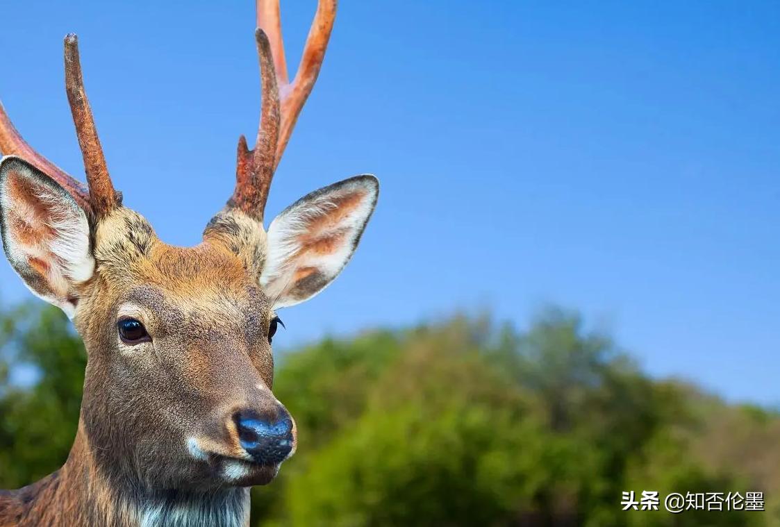 养殖20头鹿一年能赚多少钱,养殖梅花鹿一年能赚多少