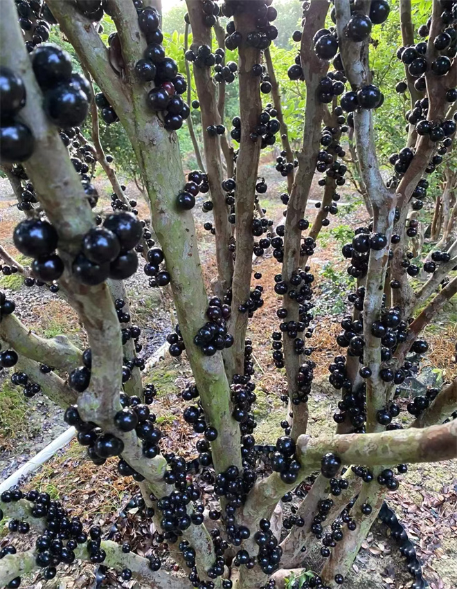 巴西嘉宝果果园,巴西嘉宝果最新视频