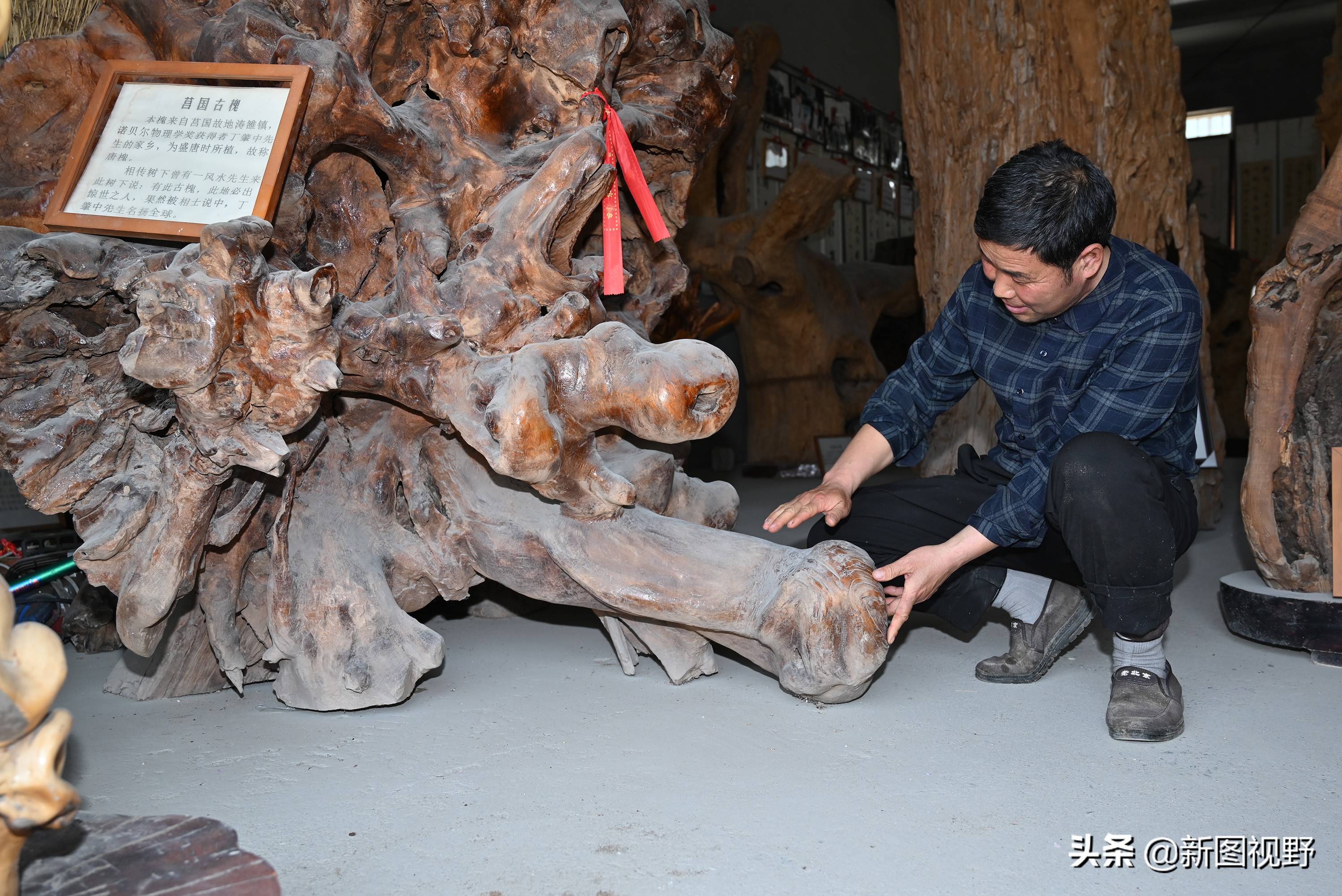 54岁农村大哥，把枯木当宝贝，13年来只收不卖，看他做啥生意