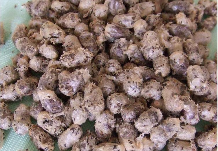 壁蜂人工繁殖饲养能产蜜吗,果树壁蜂授粉回巢