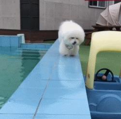 怎么判断比熊喜不喜欢你,比熊对你嗷嗷叫