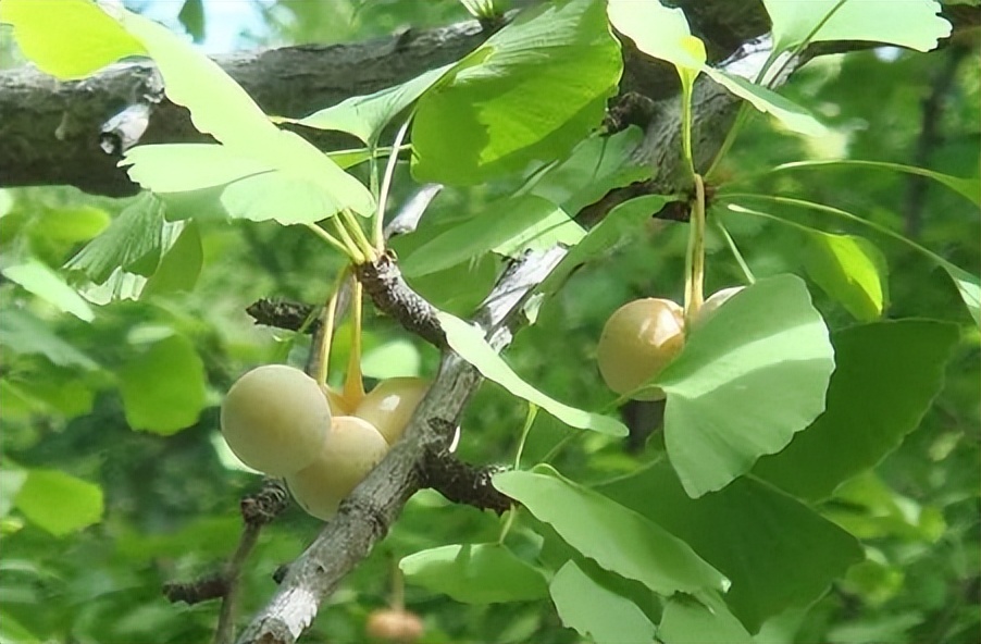 每日一味中药薏苡仁,每日一味中药白扁豆