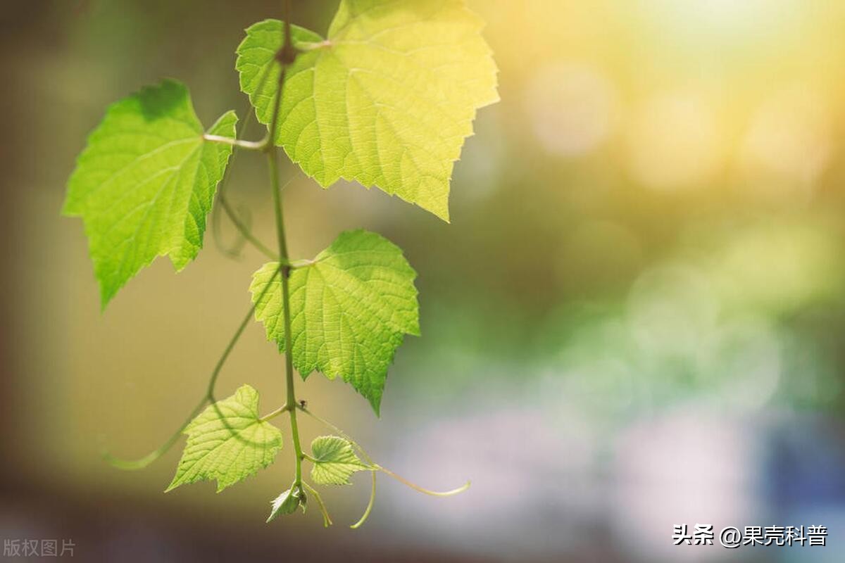 第三篇：花的奥秘|植物探秘：探索奇妙的绿色世界