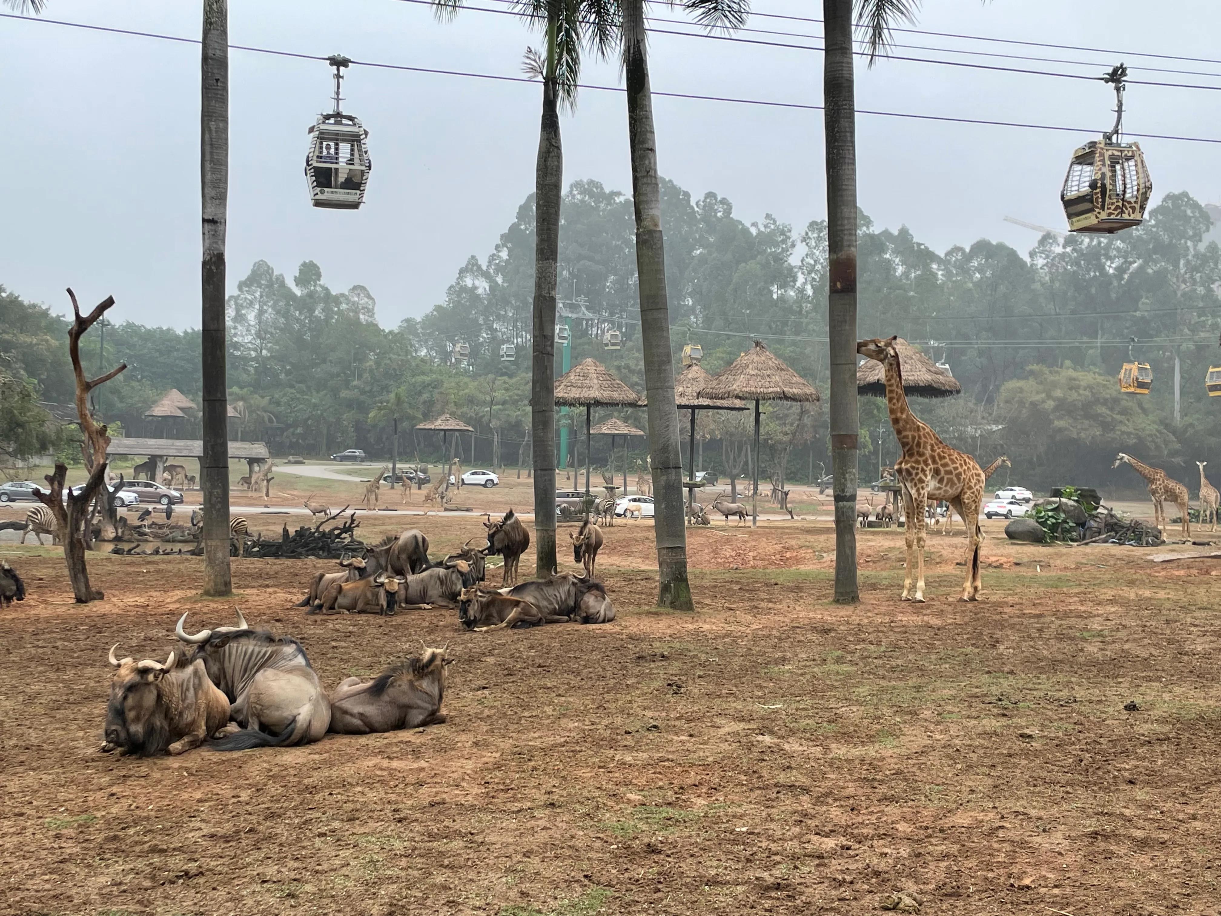 长隆野生动物园和珠海长隆海洋馆,珠海长隆海洋王国跟长隆动物园