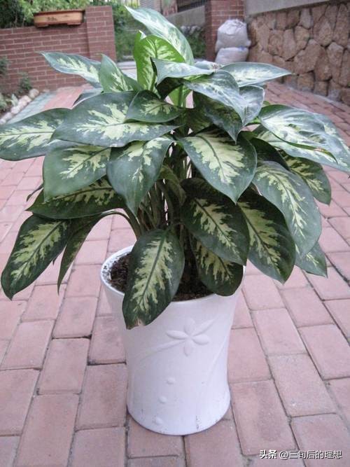 斑马绿植适合客厅的图,斑马花绿植