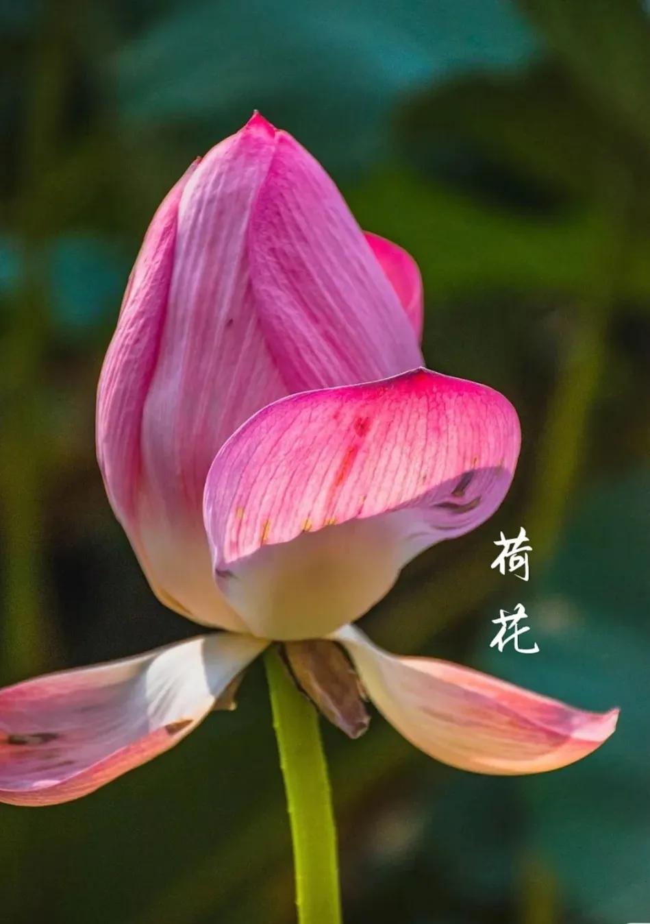 无穷莲叶，精彩纷呈