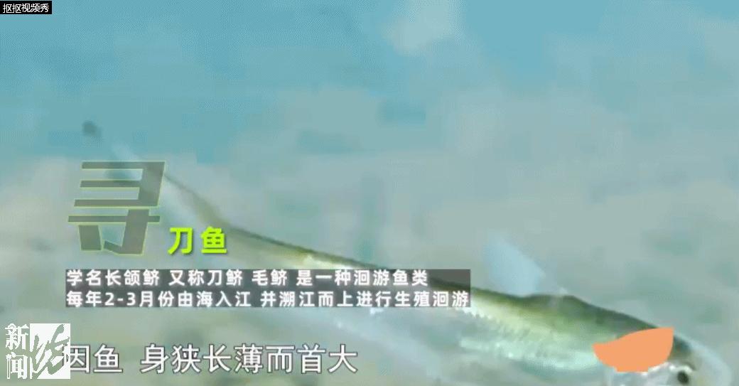 开春第一鲜，错过等一年！