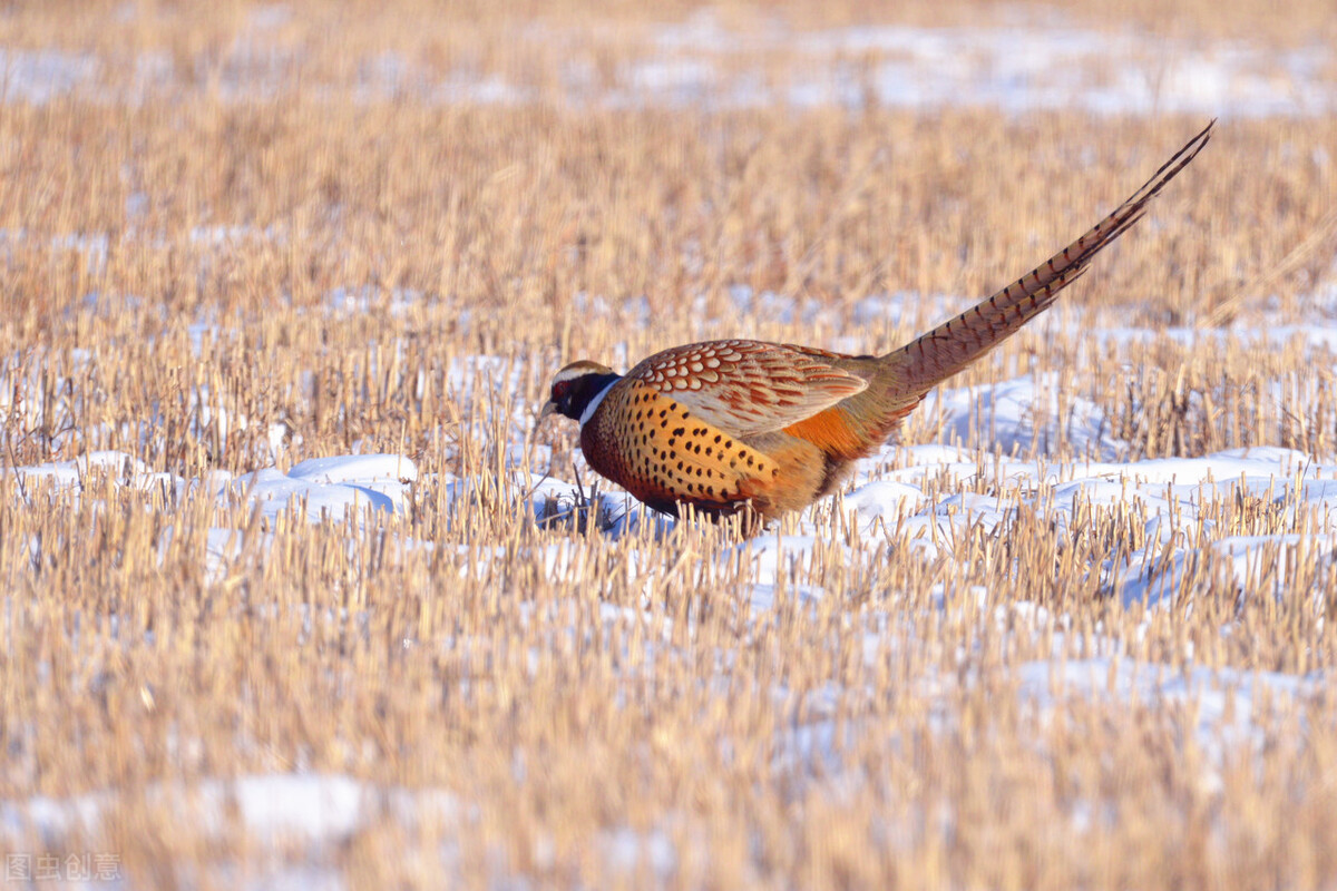 没有*器武**的猎人——套兔子（中）