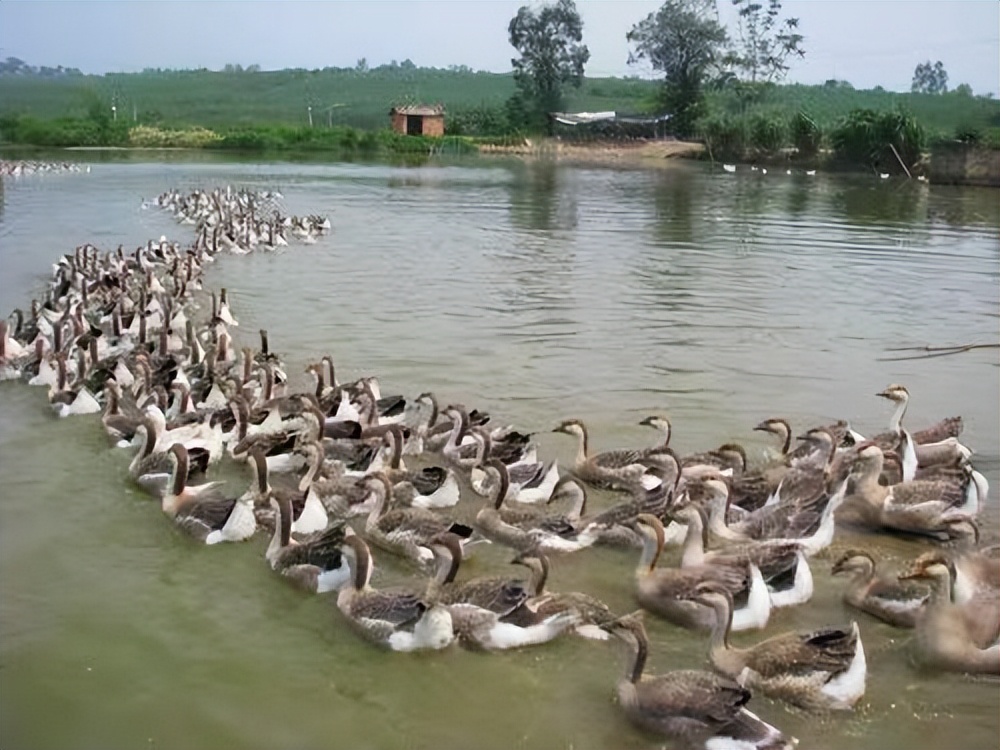 农村创业养50只大白鹅能卖多少钱,1亩地养鹅年收40万