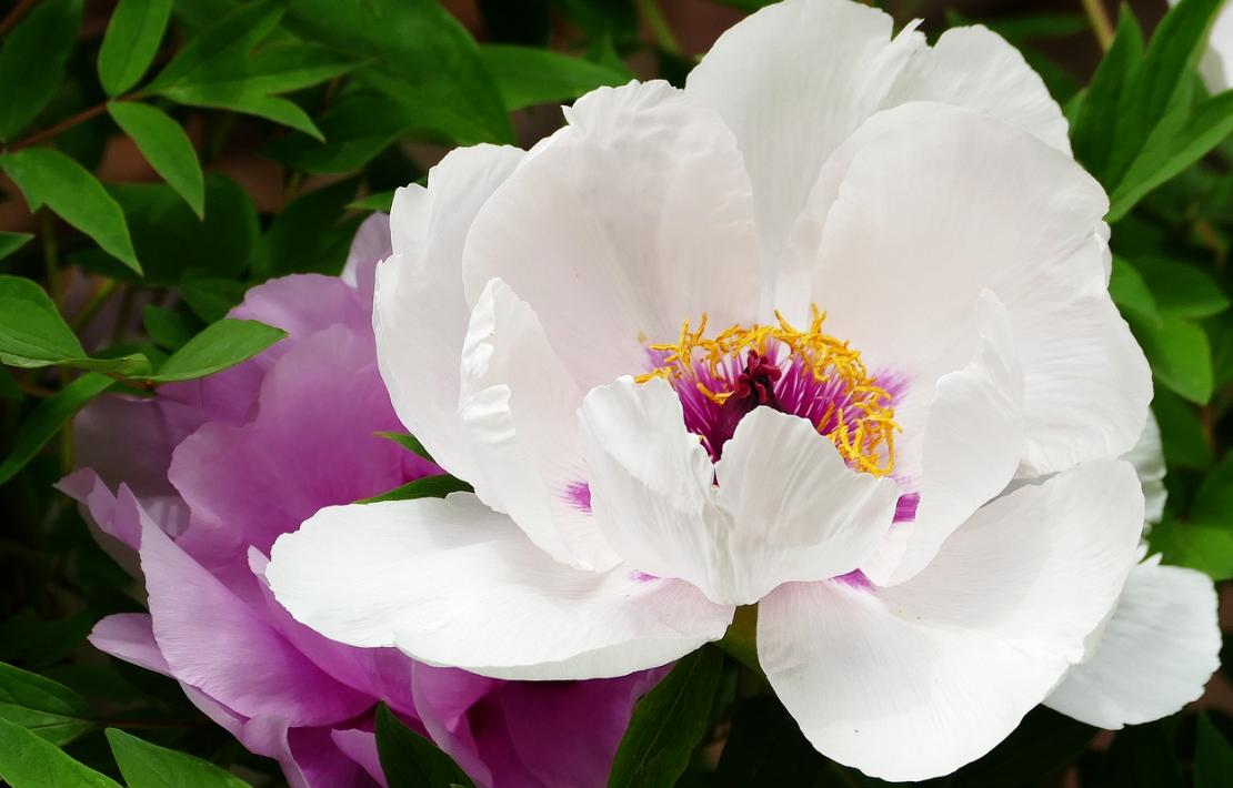 春风如诗字字多情30首好诗,最美春风古诗词