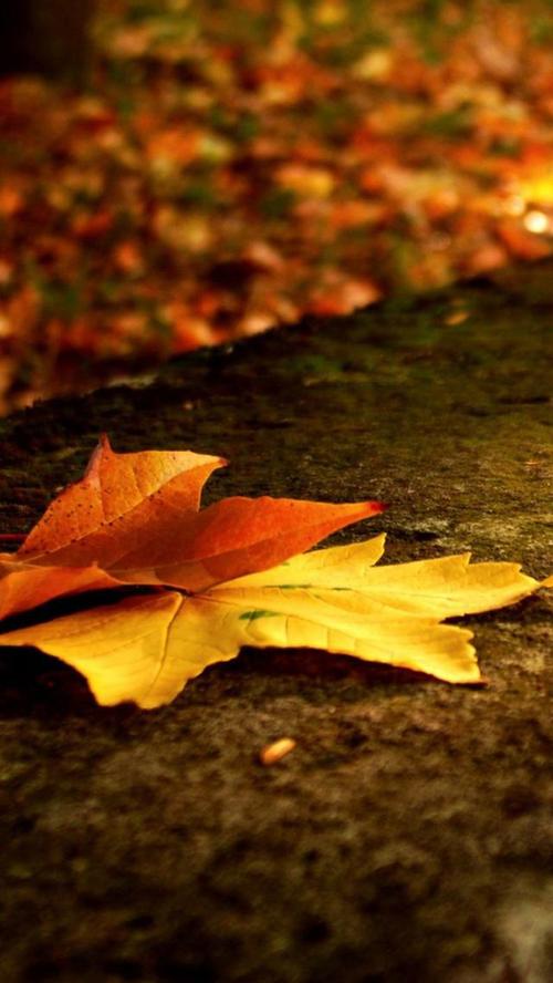 以秋天为主题重点表达情感散文,秋天是一种心境散文