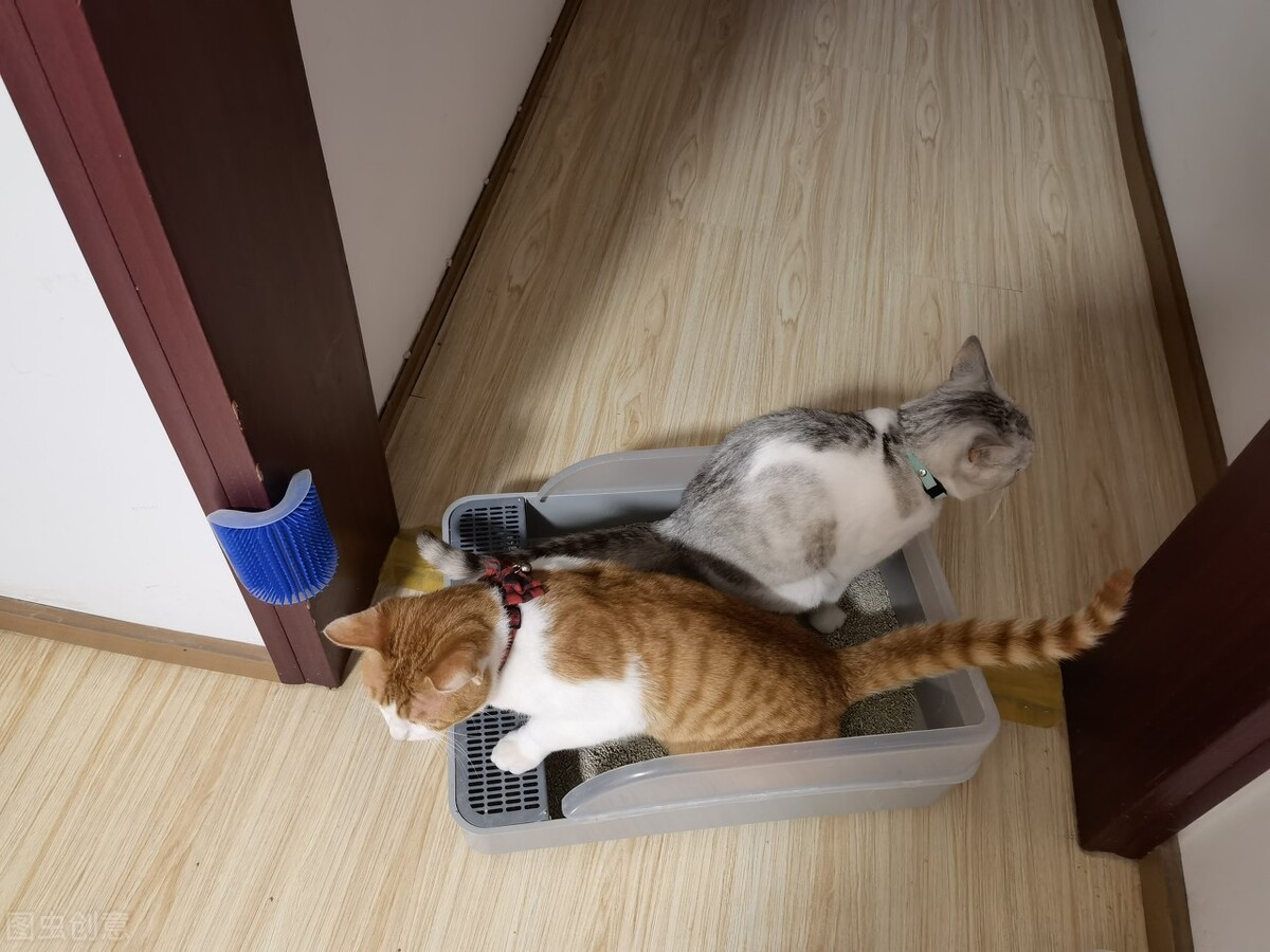 养猫疑惑：猫咪没拉屎怎么回事