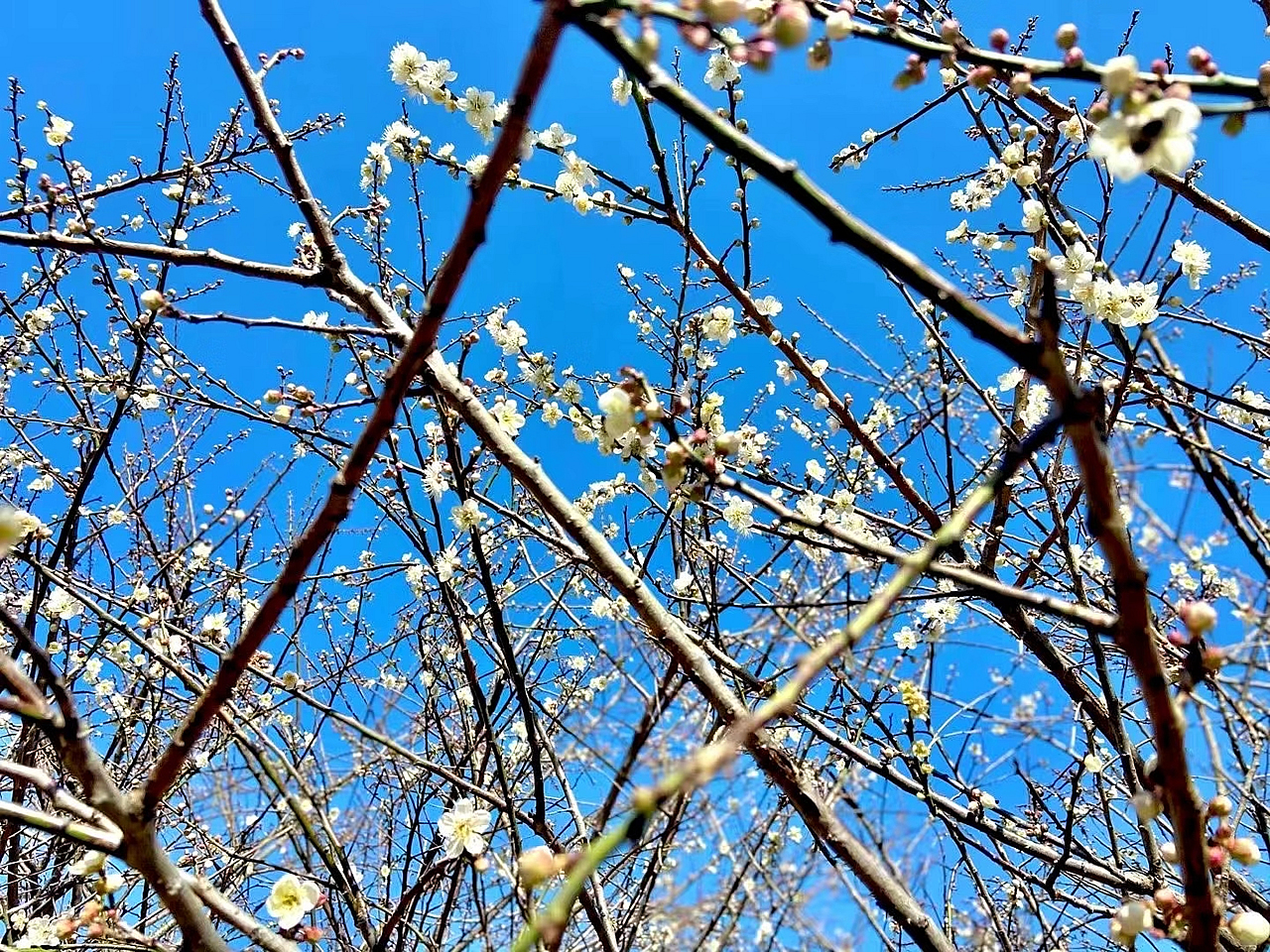 从化赏花旅游攻略景点必去,从化梅花节自驾游路线图最新