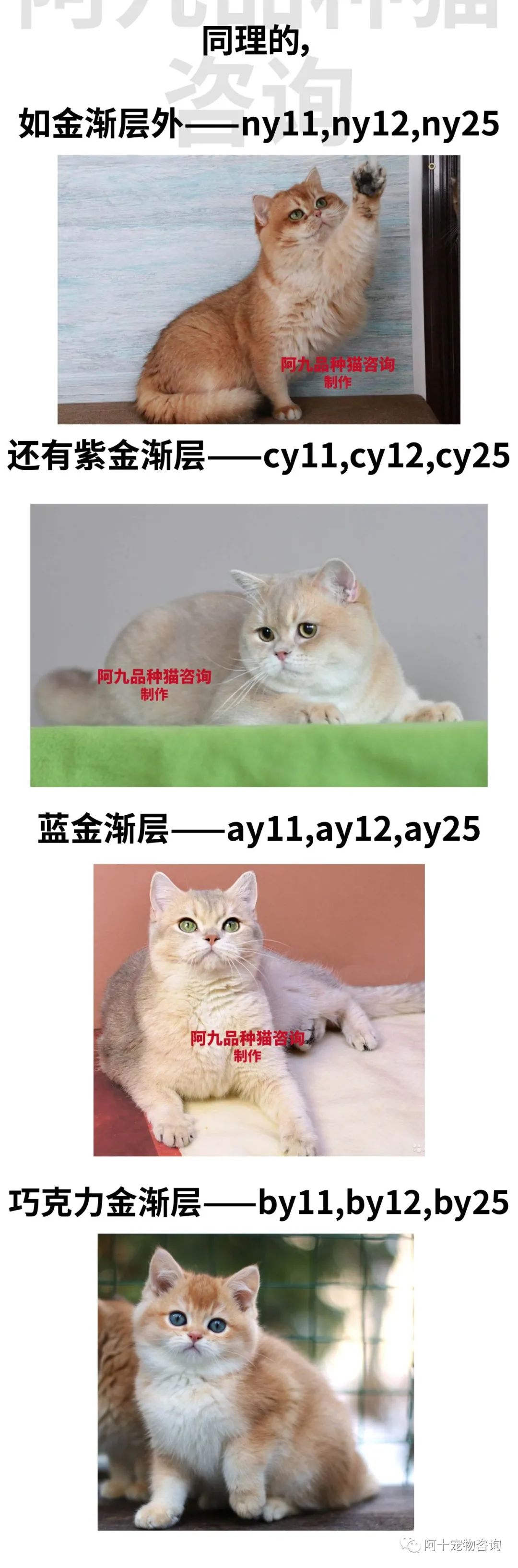 英国短毛猫蓝金渐层特征,英国短毛猫金渐层十一色