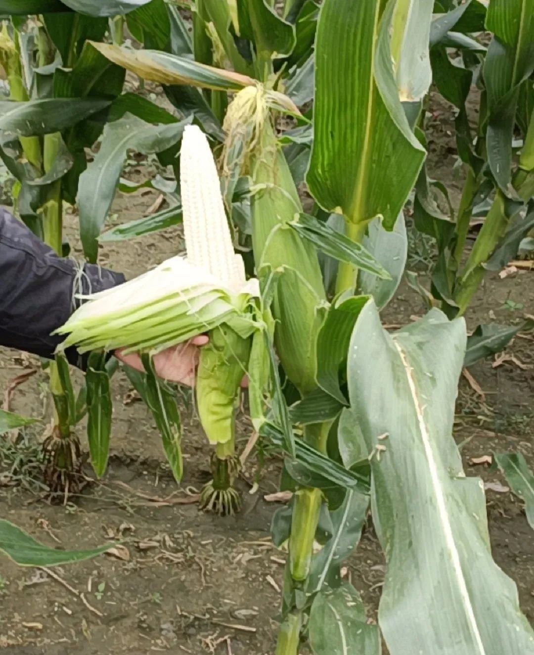 我河北沧州人，从网络安防转行种300亩糯玉米，年销售300吨农产品