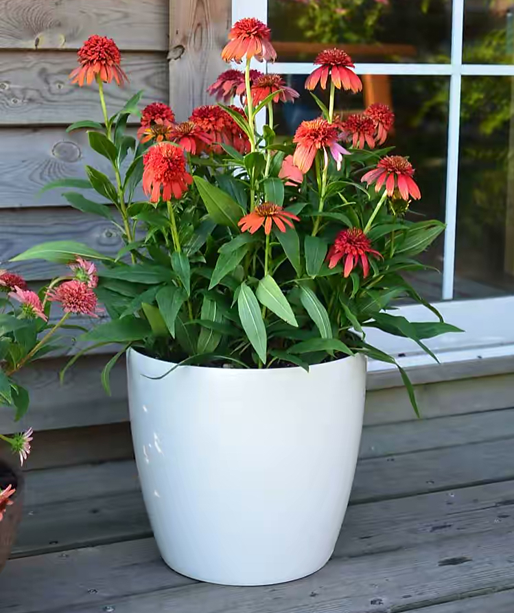 最好养的室内驱蚊植物是什么,适合室内养的驱蚊花卉有哪些品种