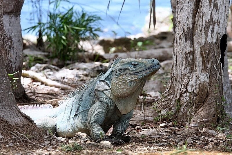 太惊悚！厕所传来怪异嘶嘶声，美国老哥掀开马桶盖，差点灵魂出窍