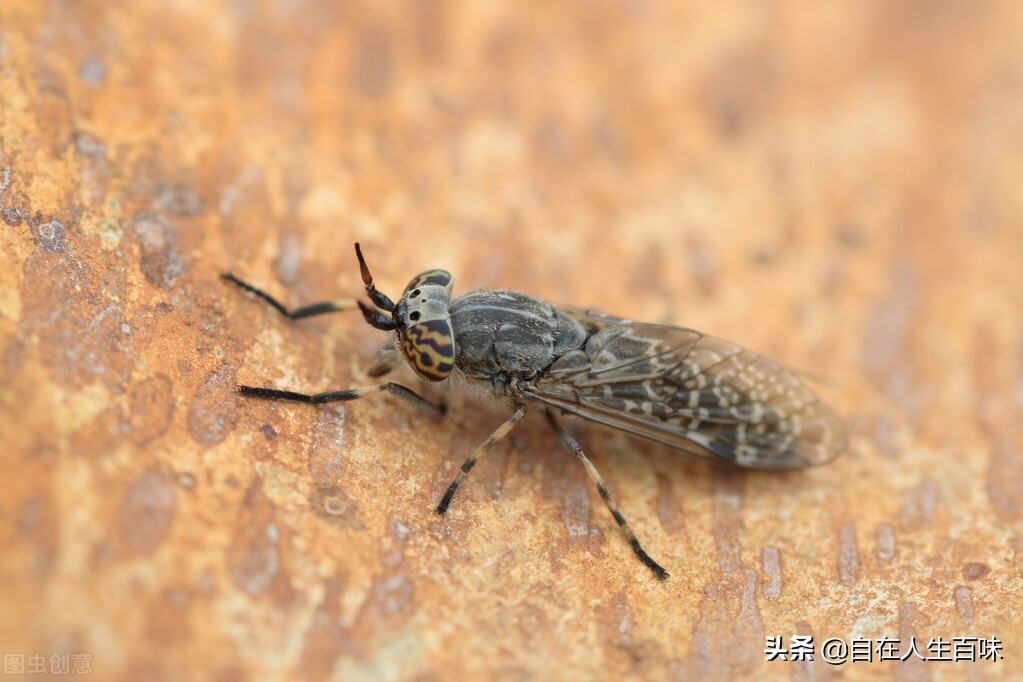 农村常见的虫子各叫什么名字,农村房子里面常见的虫子有哪些