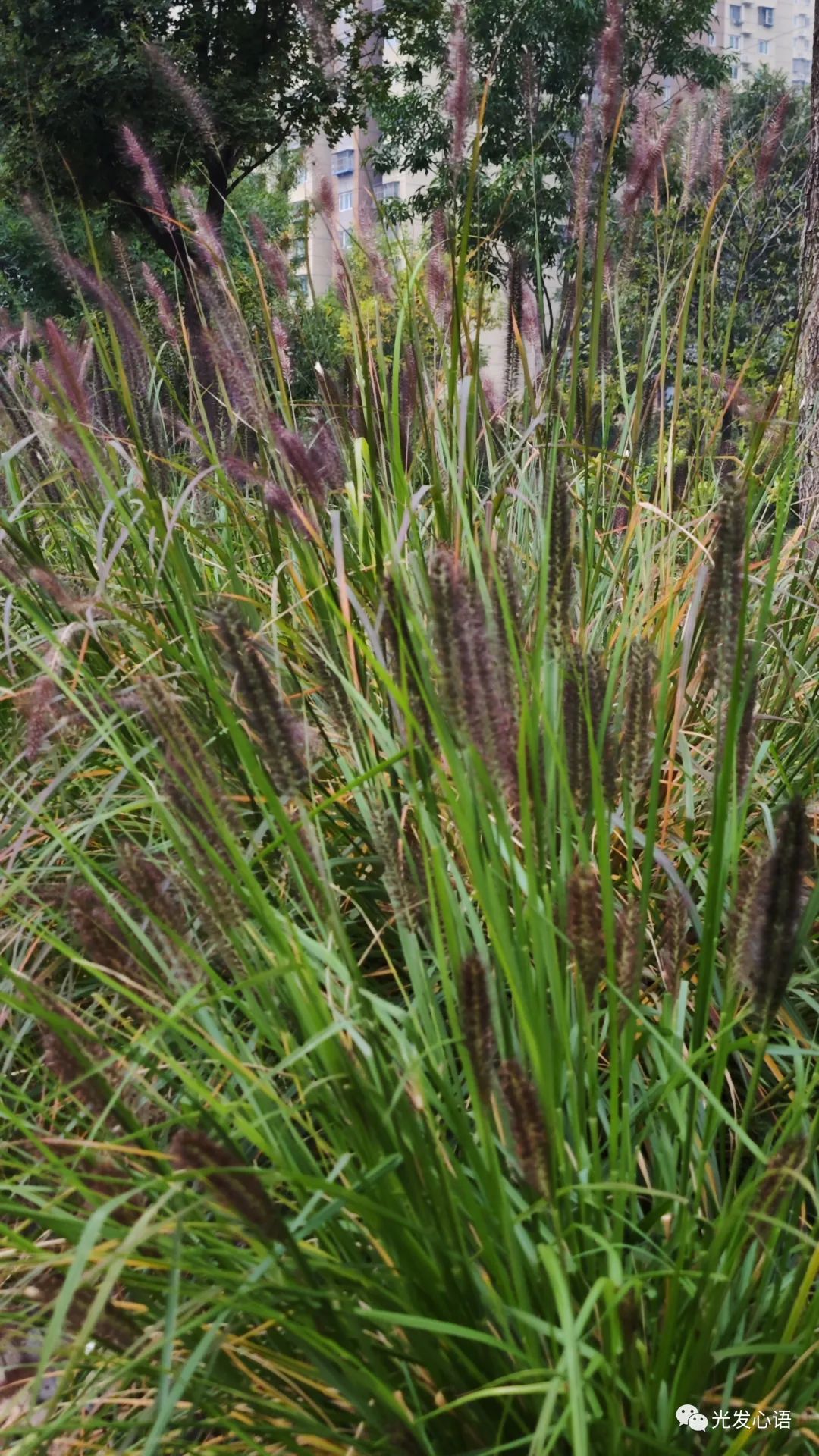 F93：随缘信笔（2023年10月15日）