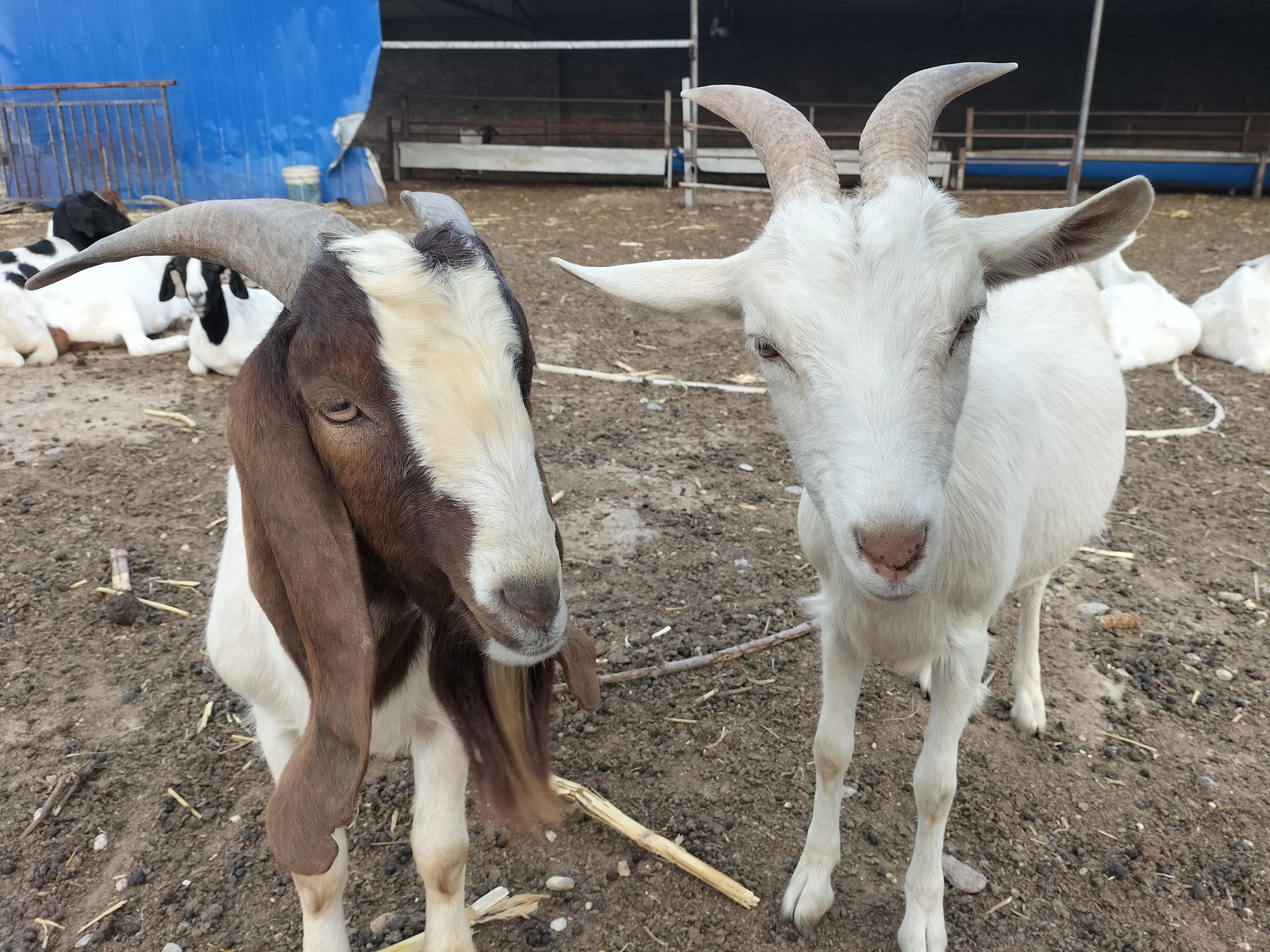 回农村创业适合养殖什么不愁销路,在农村做什么养殖生意比较好