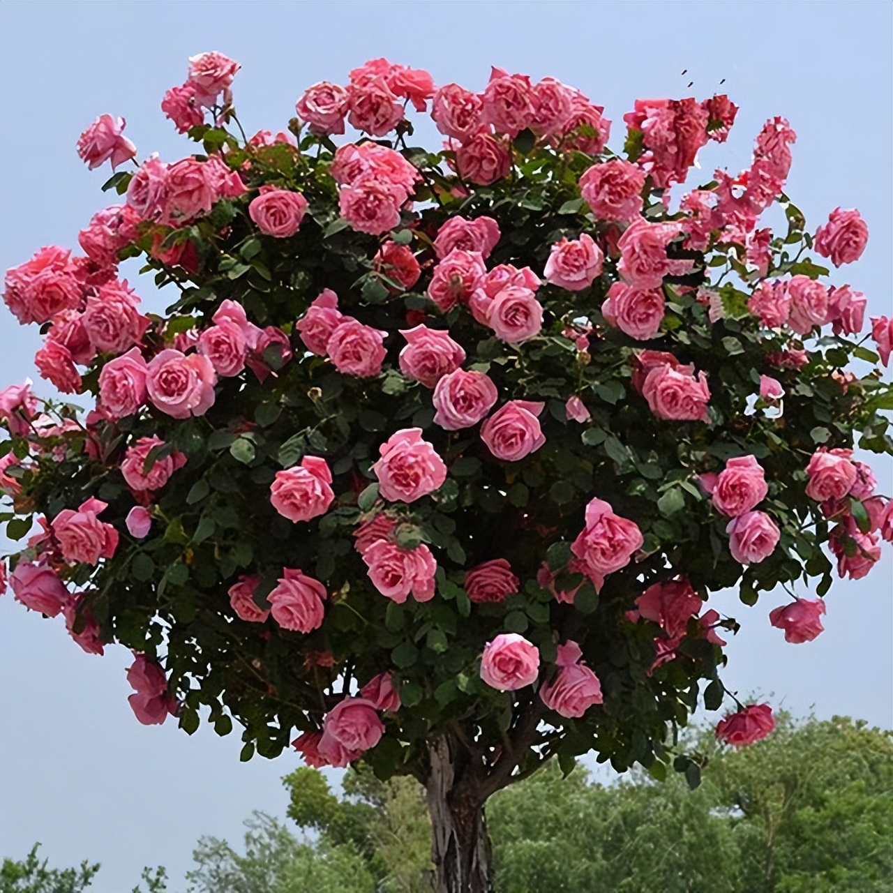 大庭院养什么花四季常开,庭院应该养什么花