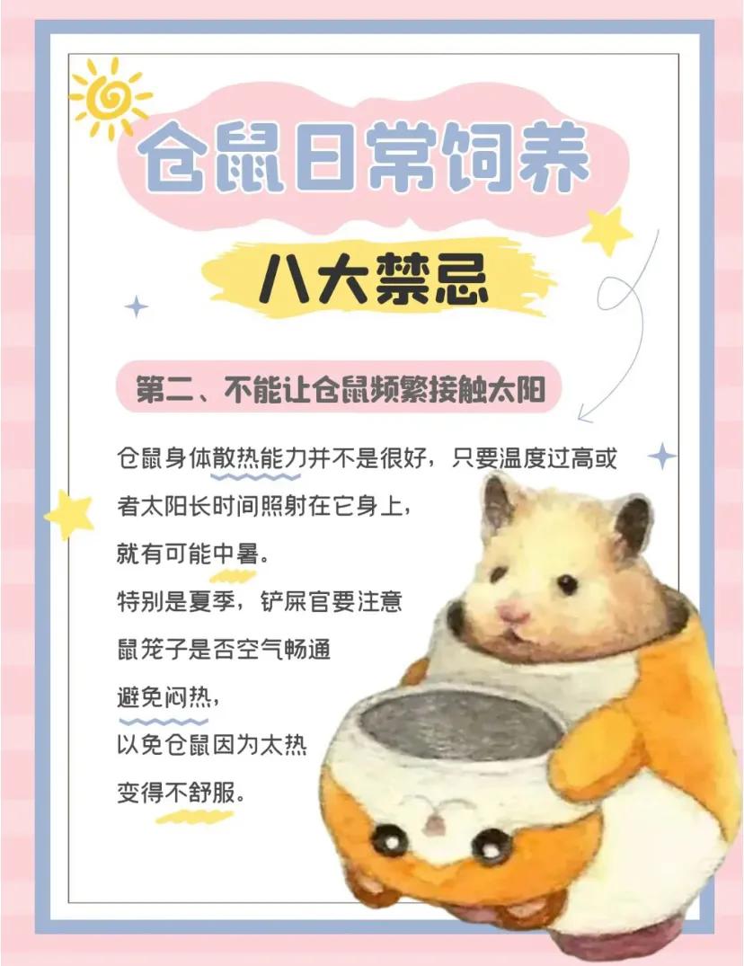 仓鼠的十大禁忌,仓鼠的八大禁忌