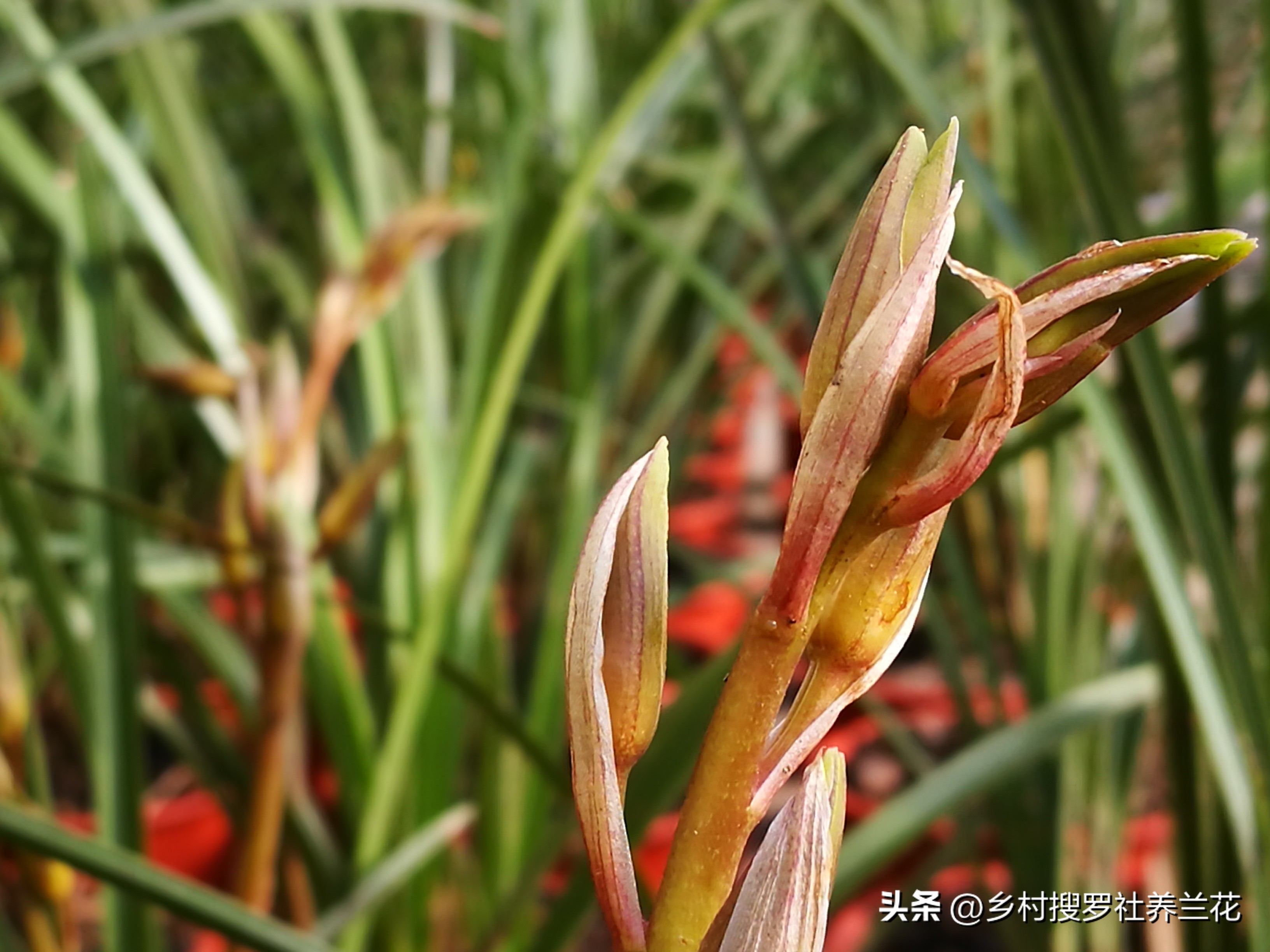 蕙兰开花浇什么水最好,养大花蕙兰什么时候控水